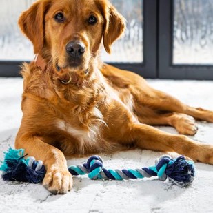 Dog siting on carpet | Lake Interiors Chelan